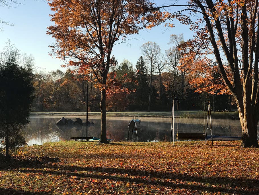 steam, rising, pond, tree, autumn, plant, change, nature, water HD wallpaper