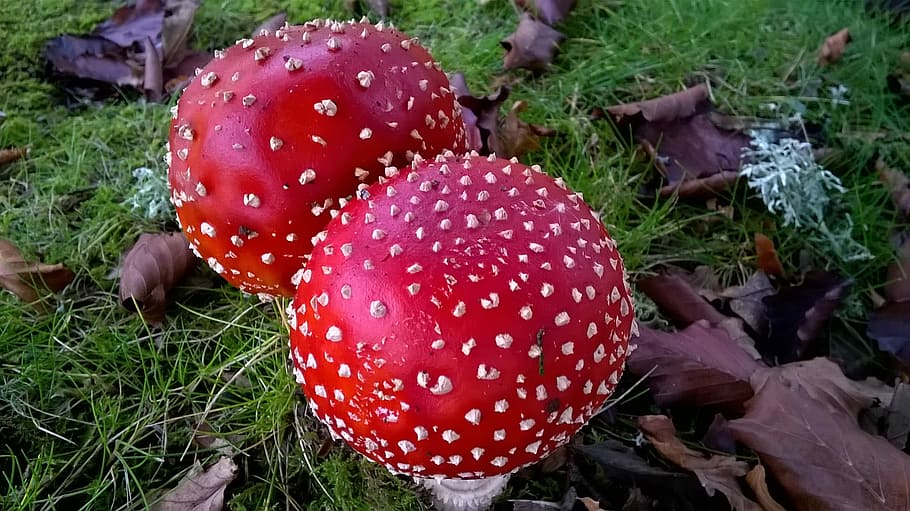 Toadstool, Nature, Poisonous, Fungi, red, autumn, mushroom HD wallpaper