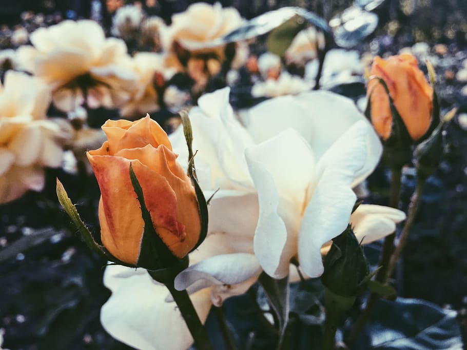 roses, flowers, odor, flowering plant, beauty in nature, fragility HD wallpaper