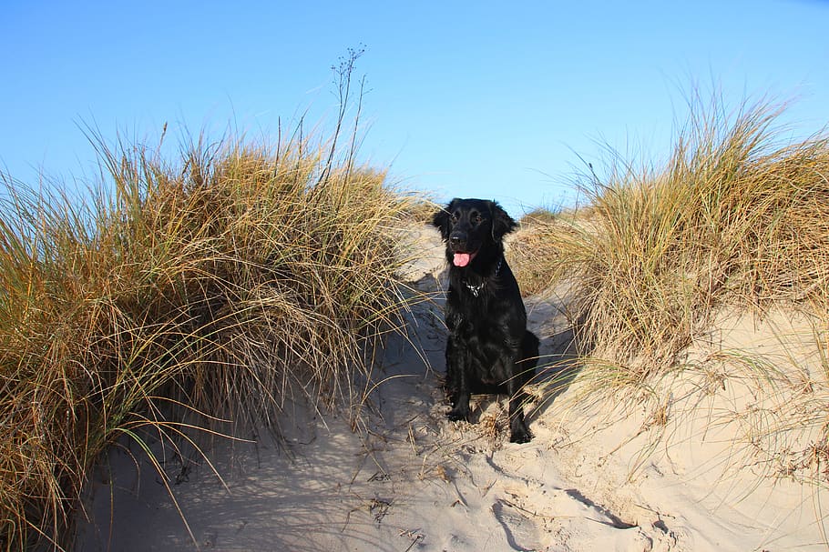 nature, dog, one animal, canine, pets, animal themes, domestic HD wallpaper