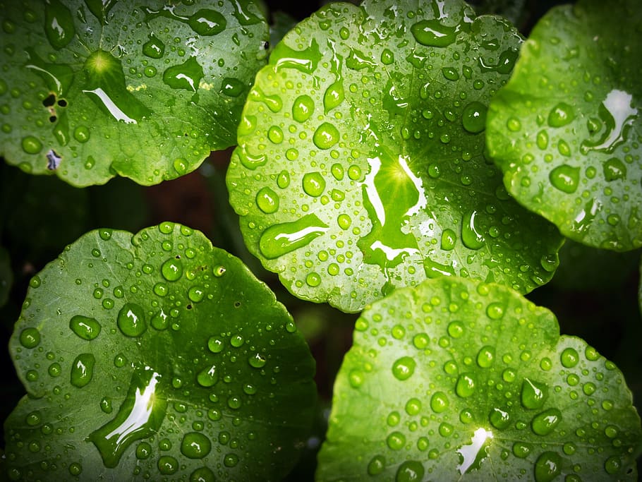 leaf, water, green, drop, background, natural, nature, fresh, HD wallpaper
