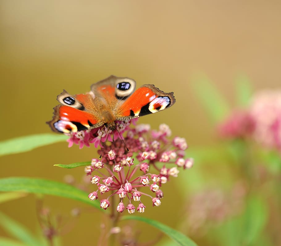 orange butterfly on pink flowers, insect, peacock butterfly, blossom