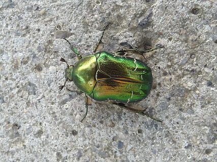 closeup photography of green june beetle on gray surface, goldsmith HD wallpaper