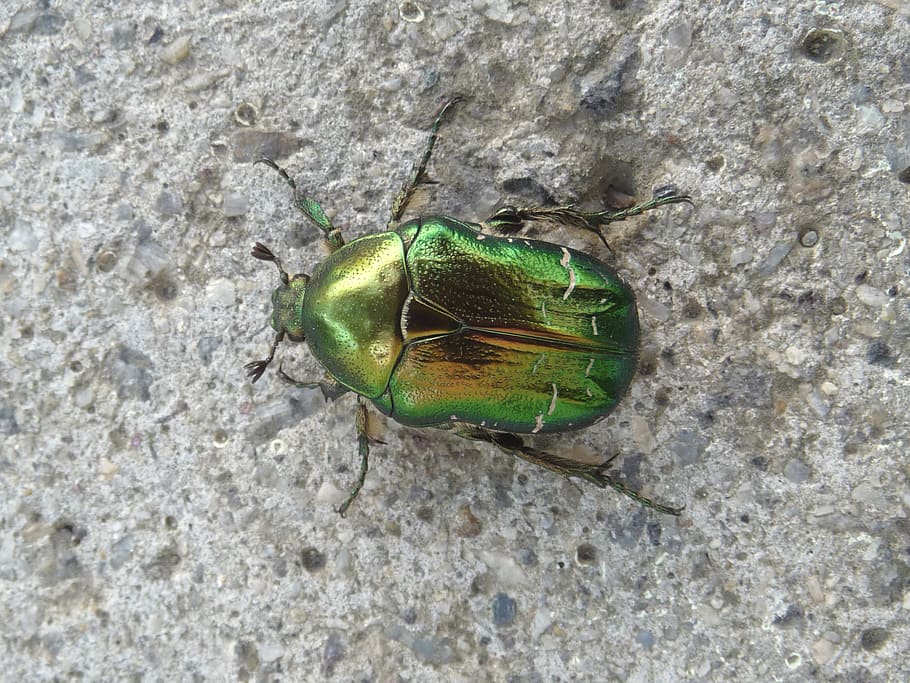closeup photography of green june beetle on gray surface, goldsmith HD wallpaper
