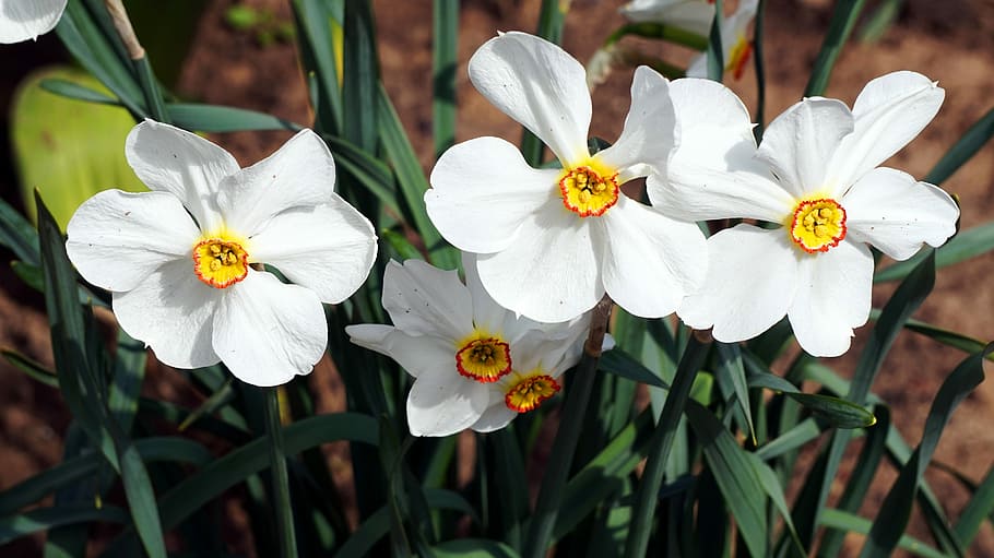 nature, flower, plant, easter, flowering plant, freshness, fragility HD wallpaper
