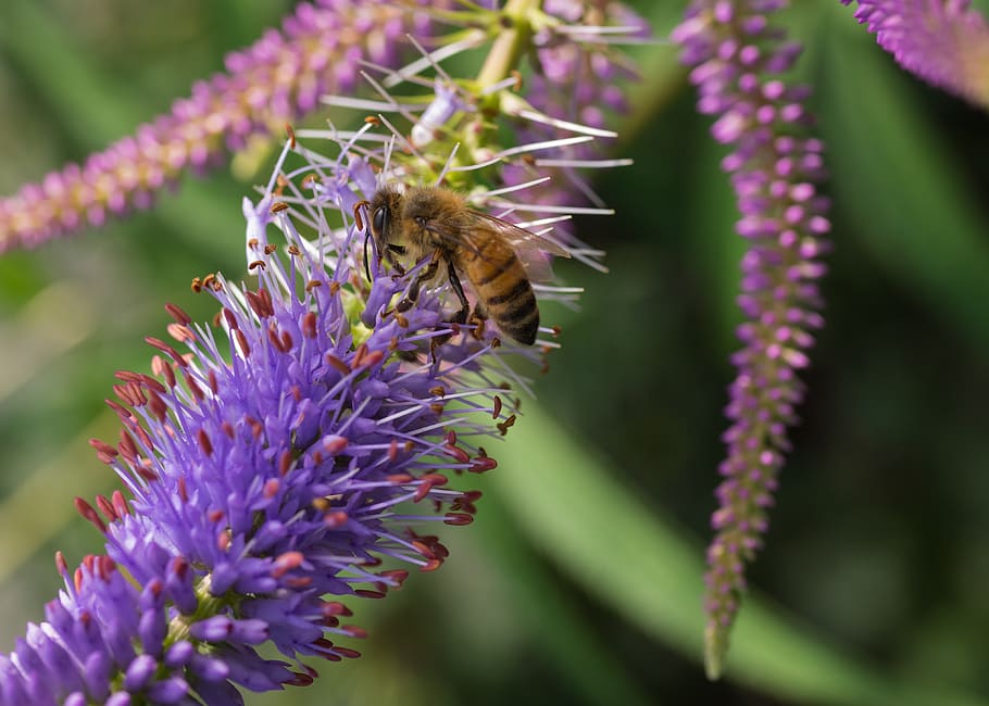 insect, bee, flower, flowering plant, animal themes, animals in the wild HD wallpaper