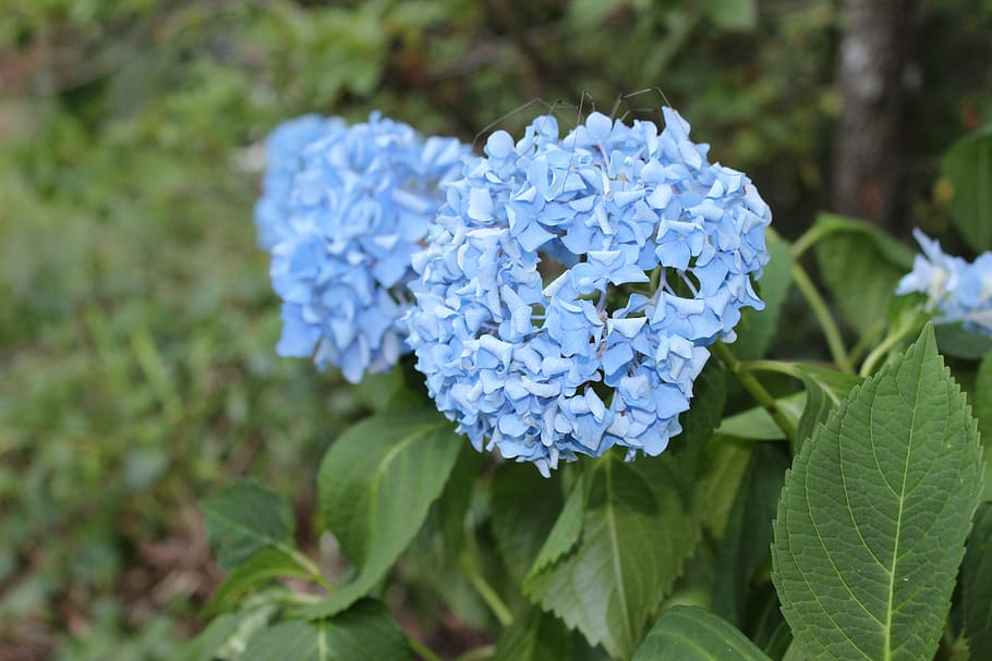 hydrangea, blue, summer, nature, plant, flower, purple, leaf HD wallpaper