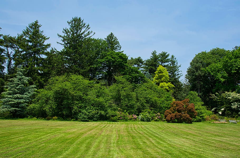 trees, planting fields, landscape, foliage, green color, growth HD wallpaper