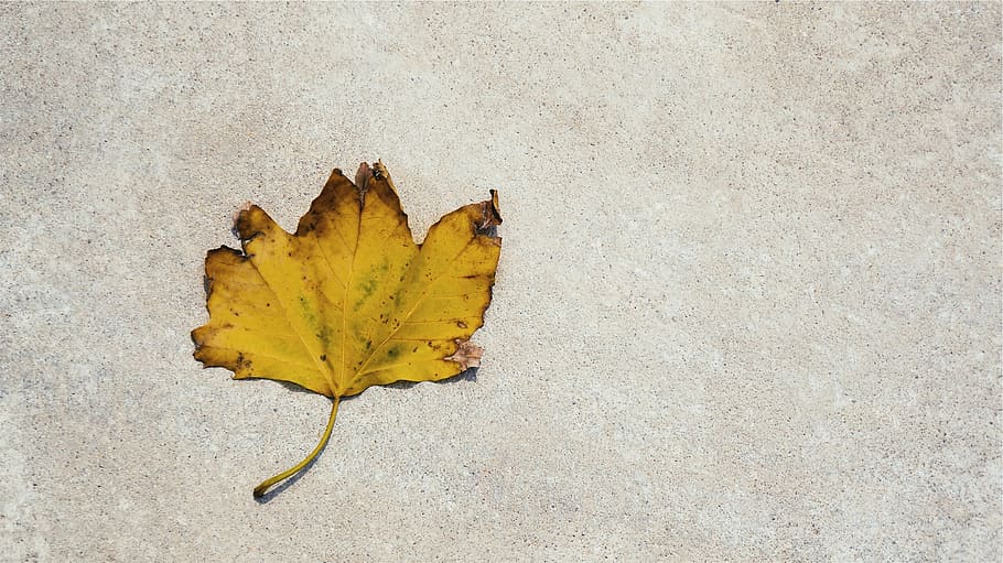 yellow maple leaf on gray surfac, change, dry, autumn, no people HD wallpaper