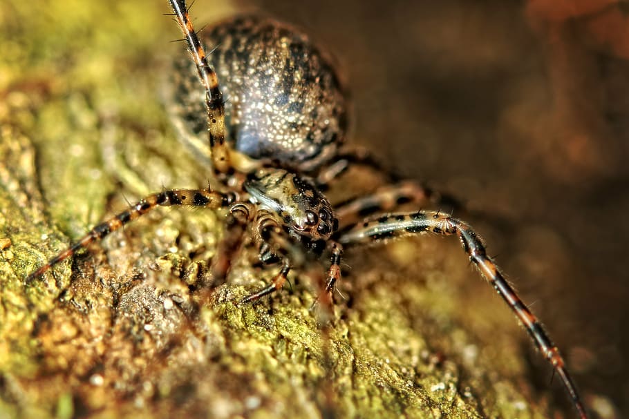 spider, close, nature, macro, insect, yellow, animal themes HD wallpaper