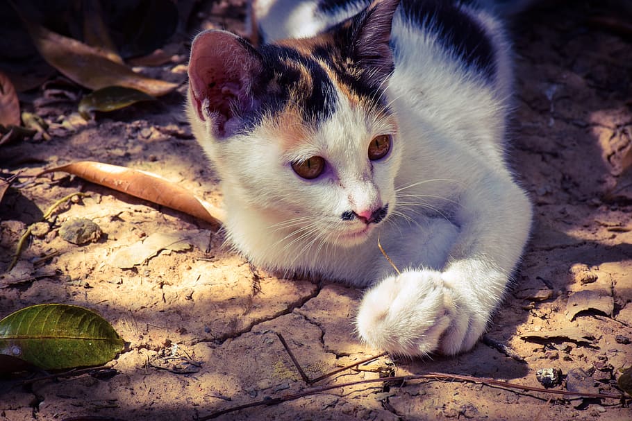 cat, kitten, cute, pets, white, black, orange, shadow, autumn leaves HD wallpaper