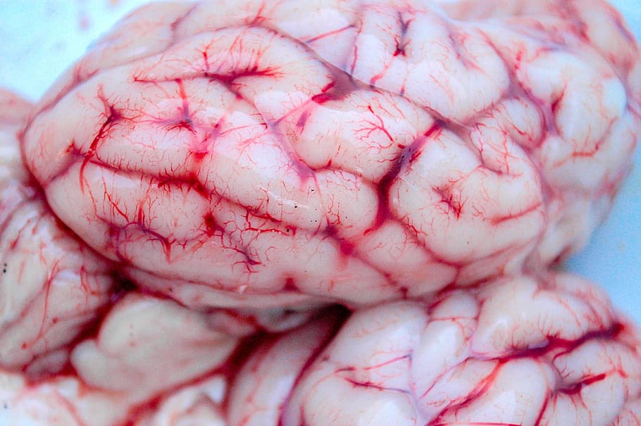human brain focus photography, neurology, spirit, anatomy, medicine, HD wallpaper
