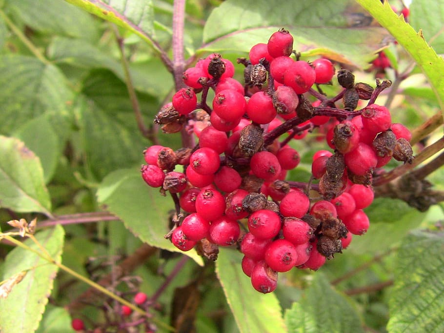 berry, plant, red, nature, fruit, leaf, ripe, food, agriculture HD wallpaper