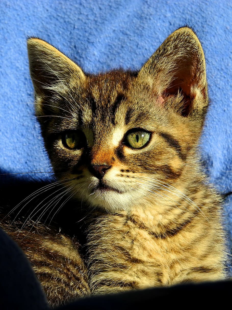 cat, kitten, tomcat, pet, kitty, hairy, view, domestic cat HD wallpaper