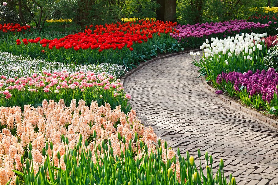 bed of variety of assorted-color flowers, stone, bloom, blossom