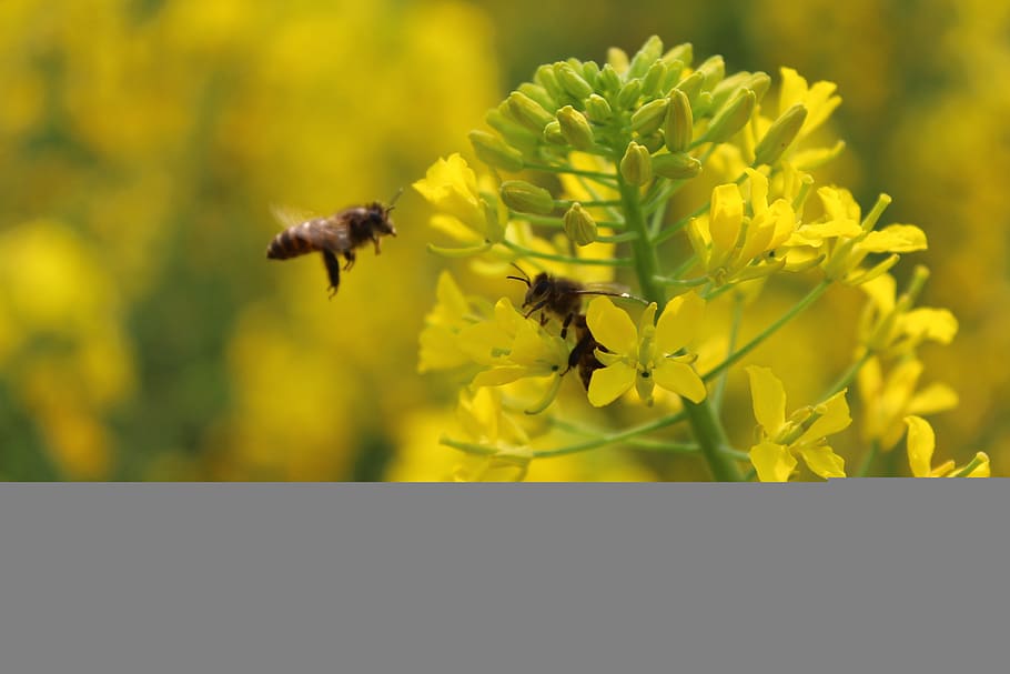 spring, plant, rape, bee, flower, flowering plant, animal themes HD wallpaper