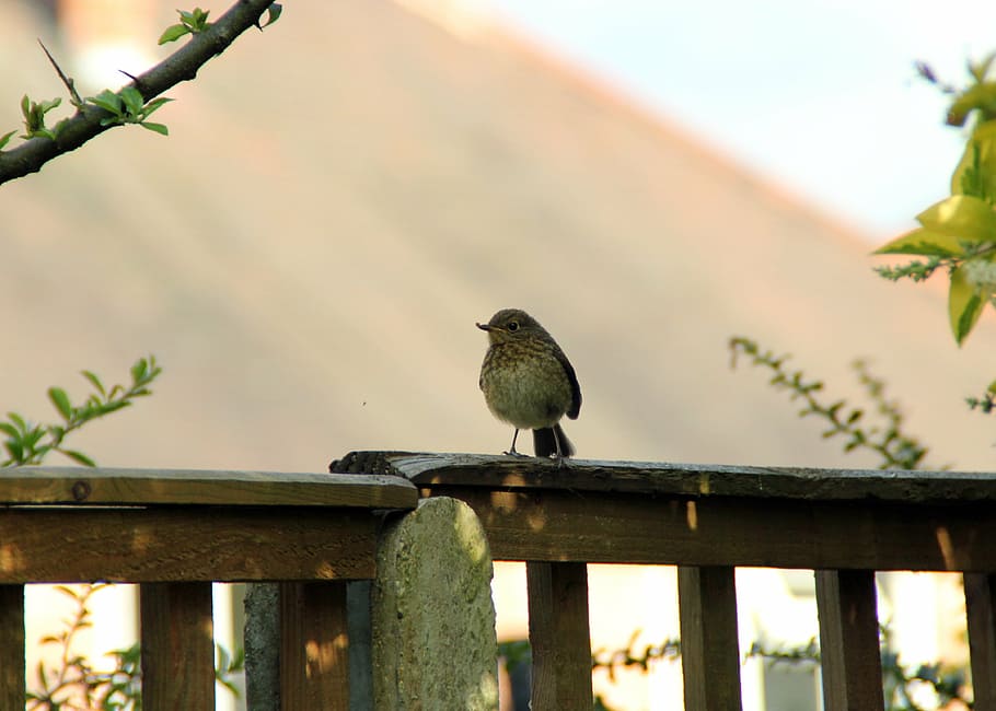 robin, perched, young, bird, fly, wings, feather, wildlife HD wallpaper