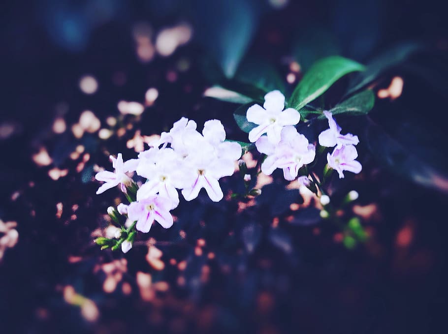 nature, flowers, petals, blur, beautiful, bloom, blooming, blossom HD wallpaper