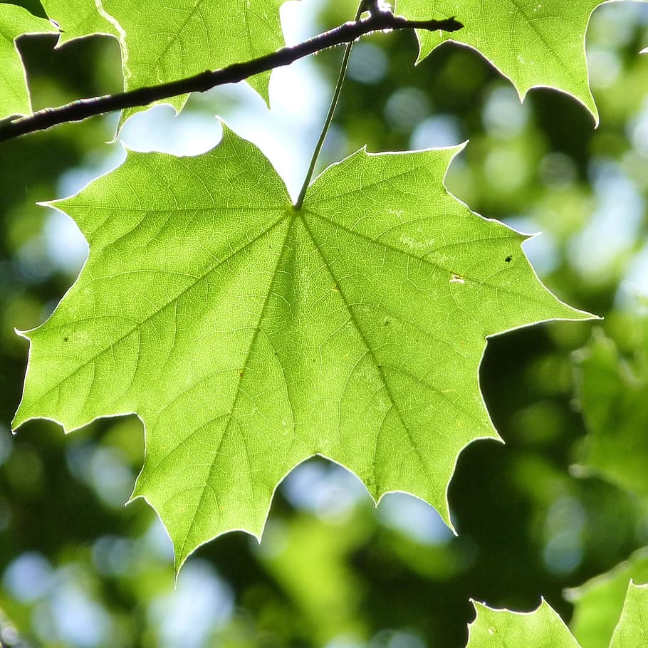 Maple Leaf, Back Light, leaves, green, nature, forest, tree HD wallpaper