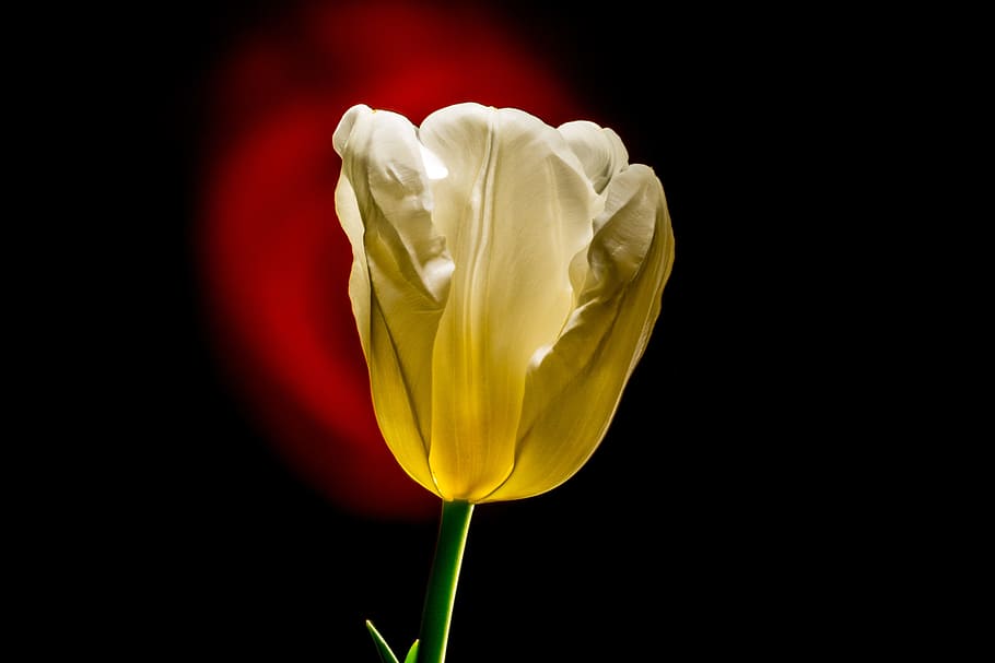 tulip, flower, spring, blossom, bloom, easter, love, flora HD wallpaper