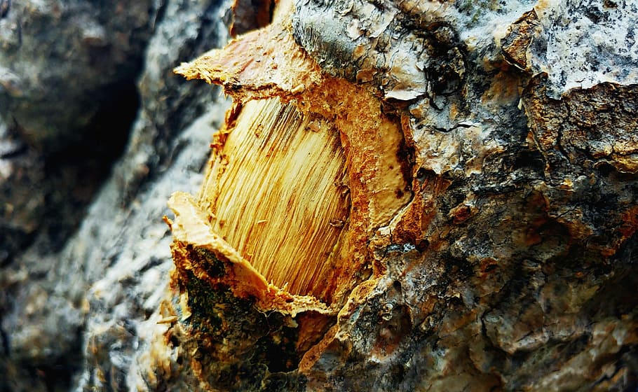 bark, wood, texture, cut, wound, rough, textured, close-up HD wallpaper