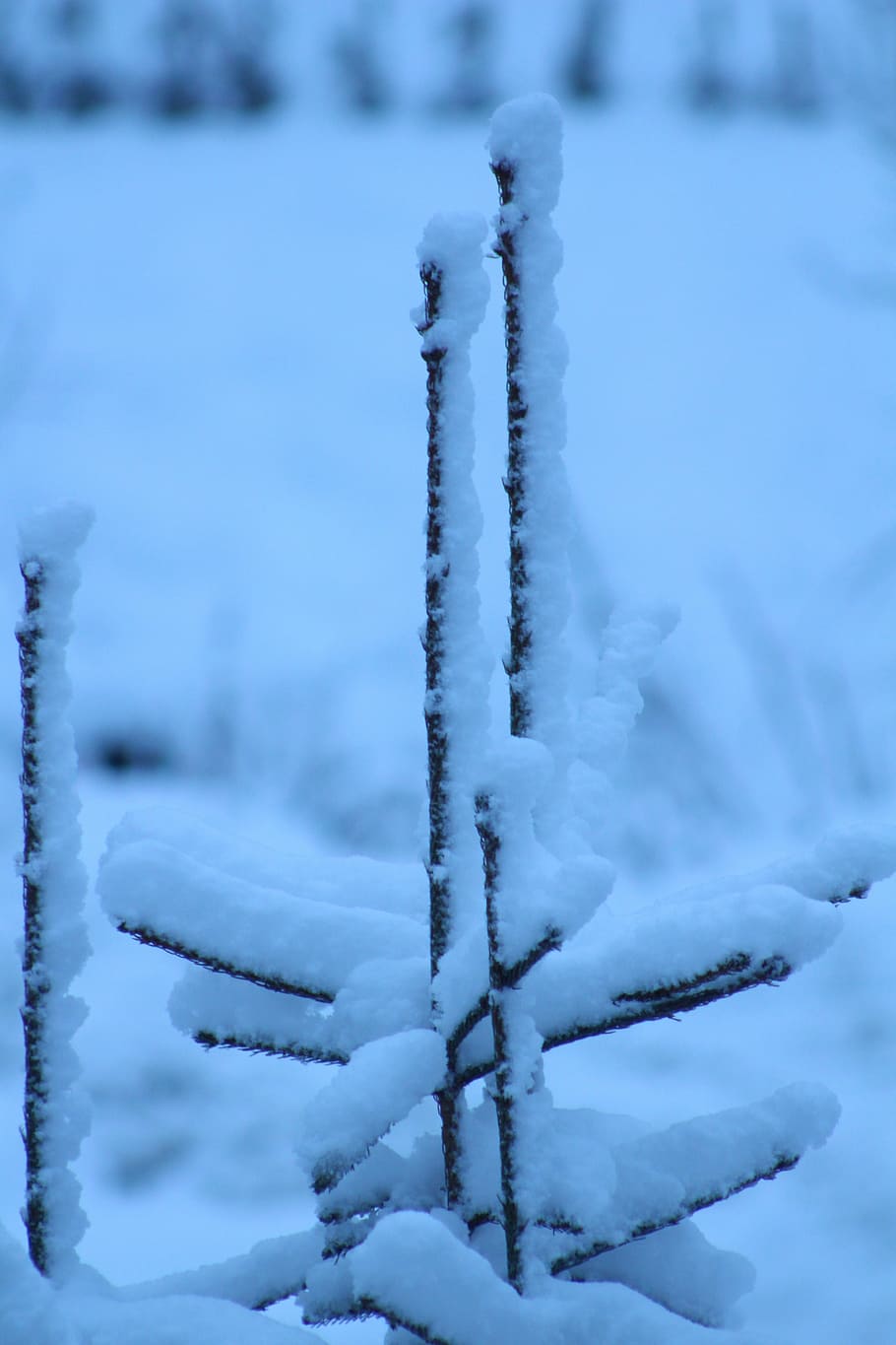 snow, tree, winter, cold, nature, frost, cold temperature, frozen HD wallpaper
