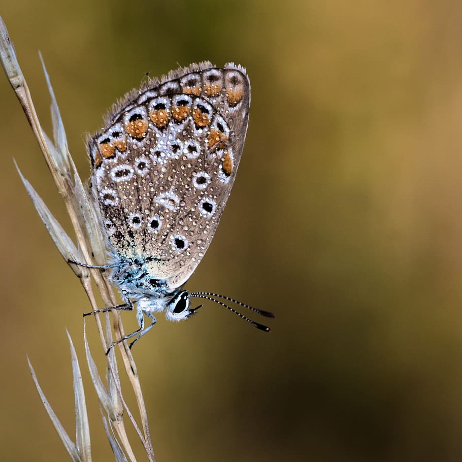butterfly, insect, macro, close, animal, color, nature, colorful HD wallpaper