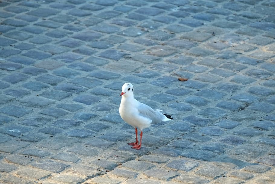 gull, water bird, fly, animal, animal world, nature, wildlife photography HD wallpaper