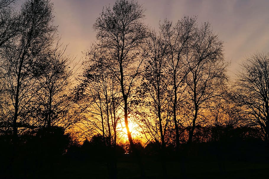 sunset, trees, late autumn, sky, evening sky, kahl, afterglow HD wallpaper