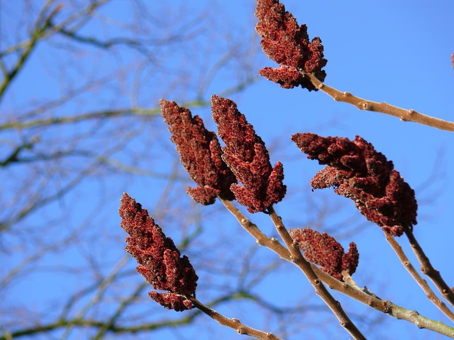 bordeau, nature, tree, air, blue, plant, branch, beauty in nature, HD wallpaper