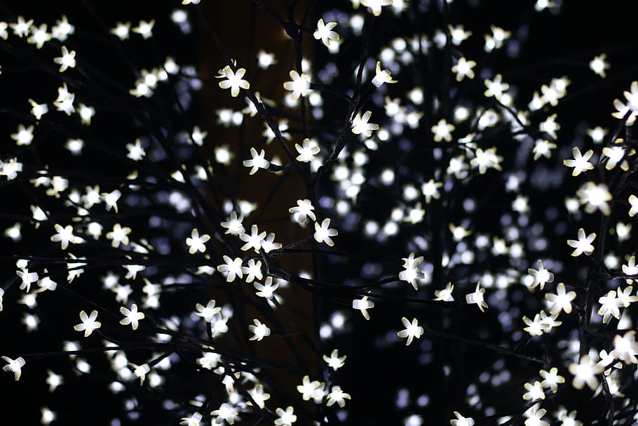 lichterkette, light, dark, plant, flower, no people, backgrounds HD wallpaper