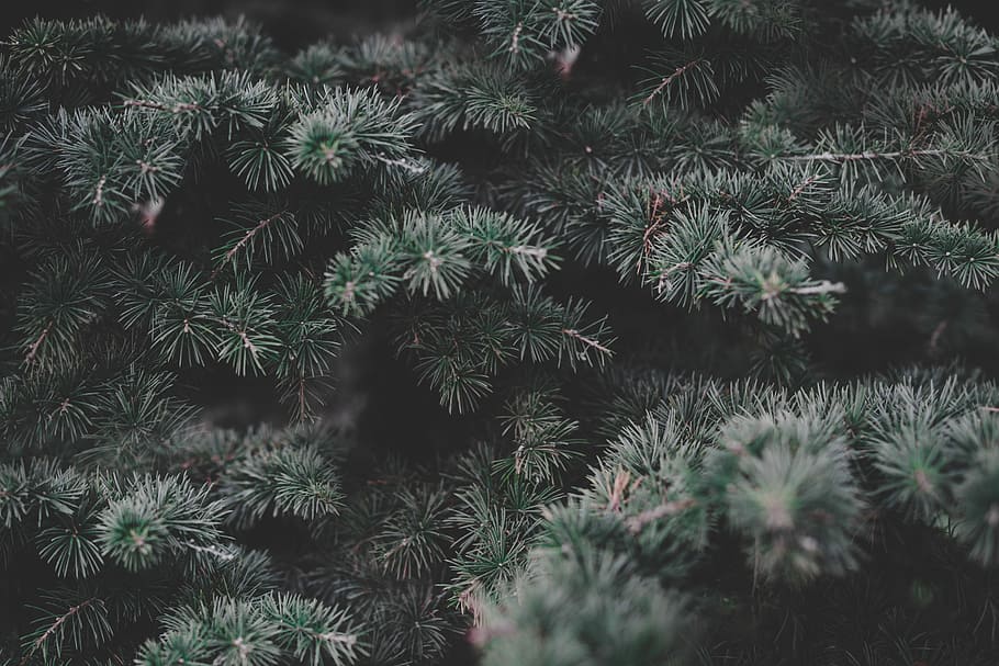green pine tree, green leafed plant, foliage, branch, december HD wallpaper