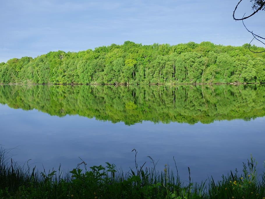 Reflection, Pond, Water, Nature, Trees, green color, one animal HD wallpaper