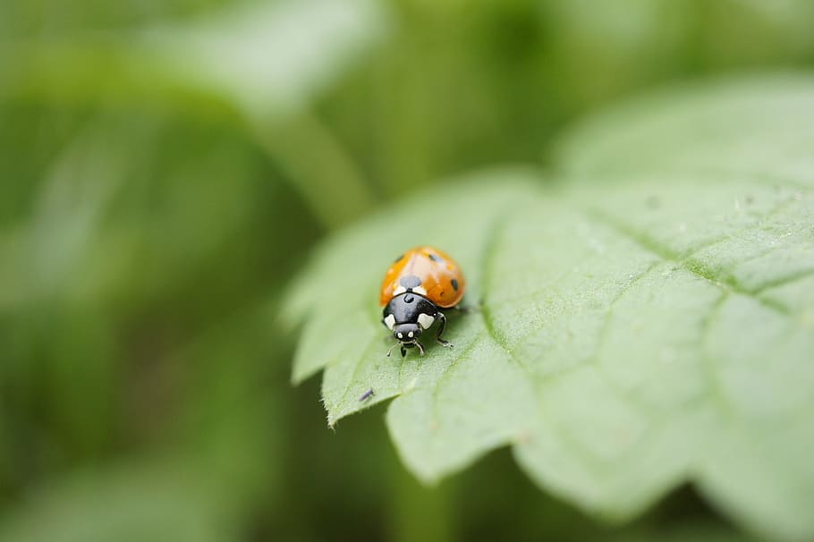ladybug, insect, close, macro, leaf, invertebrate, animal themes HD wallpaper