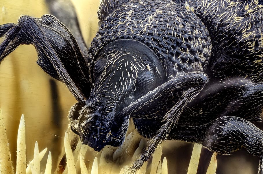 Weevil, Bug, Beetle, Insect, Snout, macro, extreme macro, one animal HD wallpaper