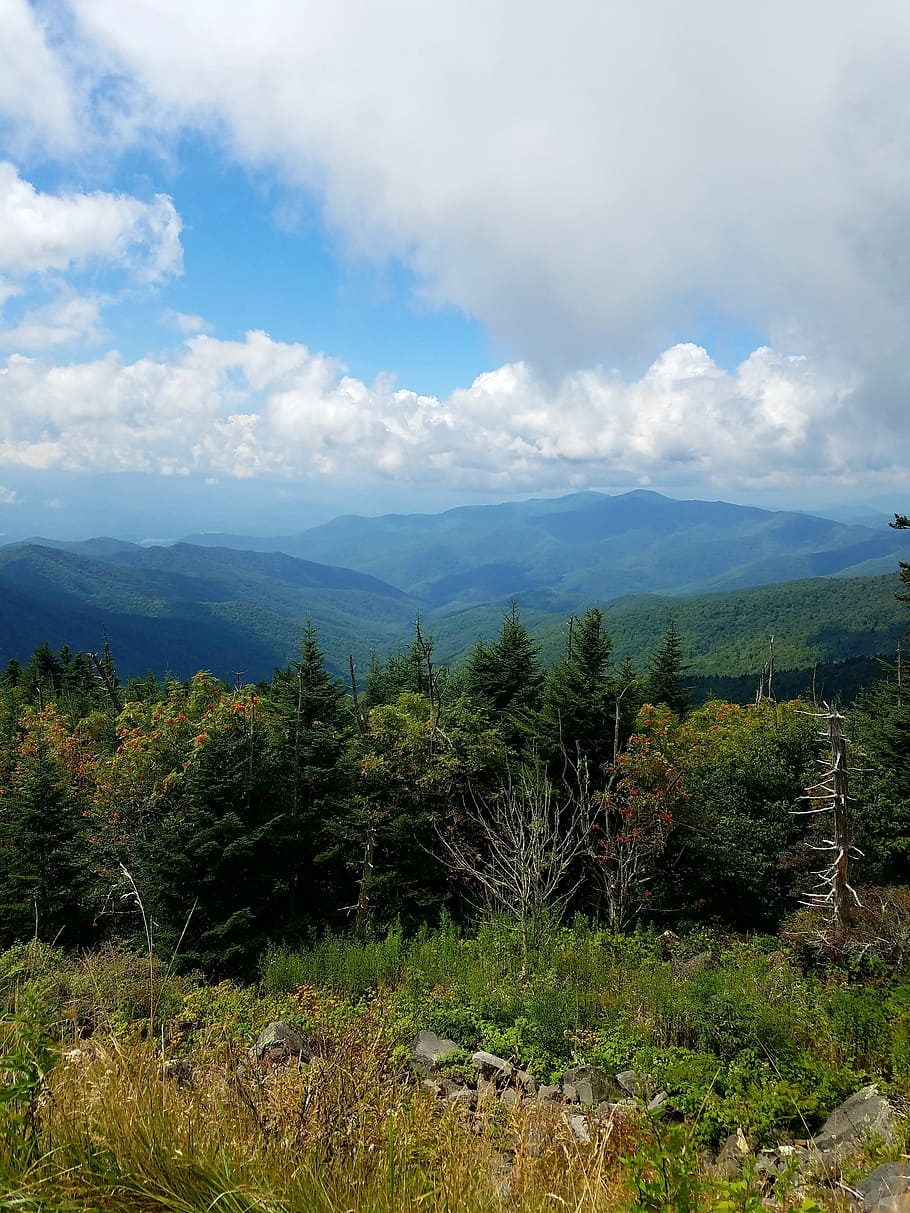 N forest. Роща Аппалачи. Горы Аппалачи. Теннесси природа. Гора облачная растительность.