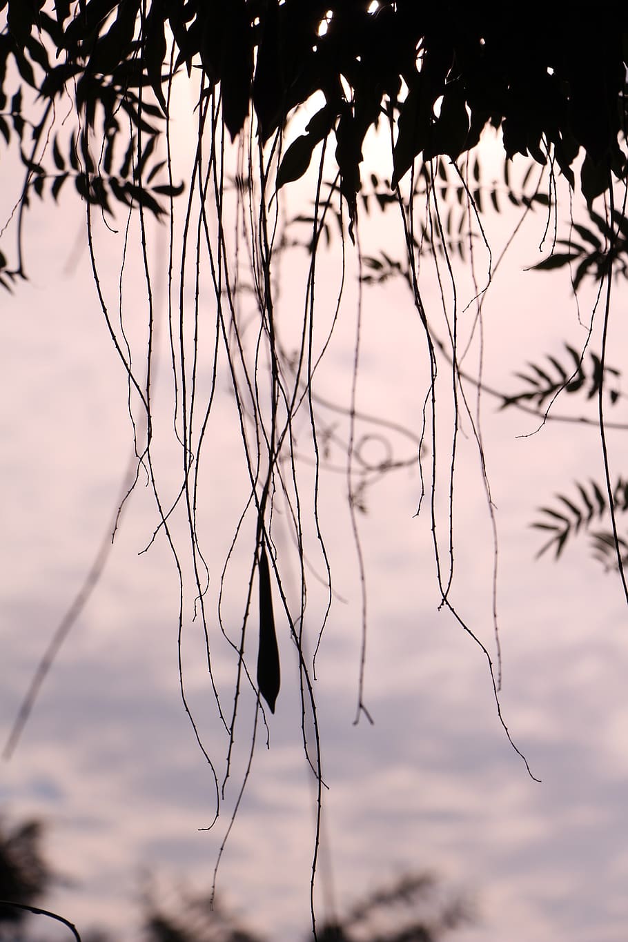 seed, sensitivity, leaves, branch, sky, eventide, environment HD wallpaper