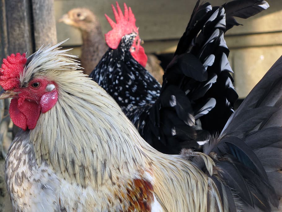 hen, bird, poultry, pets, livestock, animal themes, domestic animals HD wallpaper