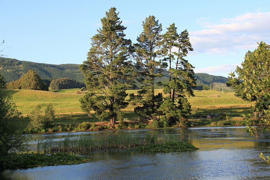 river, water, dere, nature, new zealand, tree, plant, sky, beauty in nature HD wallpaper