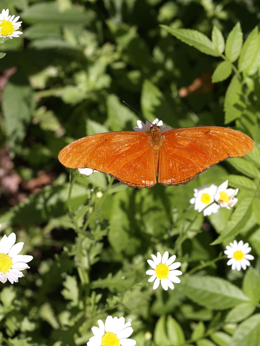 Butterfly, Insect, Brown, Nymphalid, Bug, gauna, wildlife, nature HD wallpaper