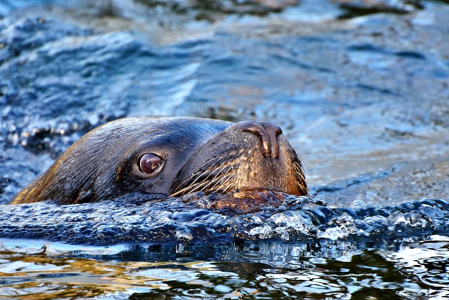 black seal on body of water during daytime, sea lion, robbe, mammal