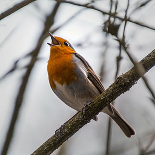 selective focus photography of European robin, rotbrüstchen HD wallpaper