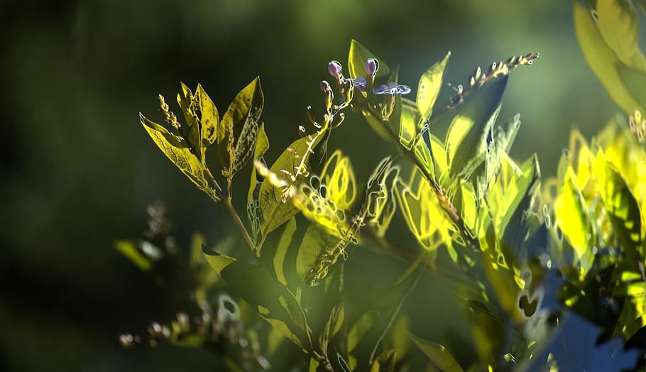 abstract, background, artistic, growth, plant, green color HD wallpaper