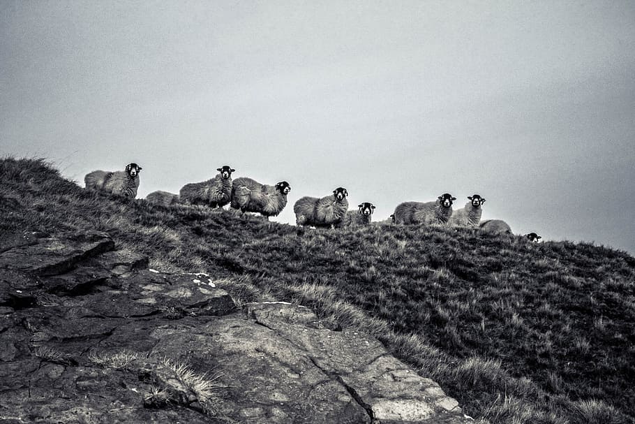Countryside, animals, black and White, sheep, group Of Animals HD wallpaper