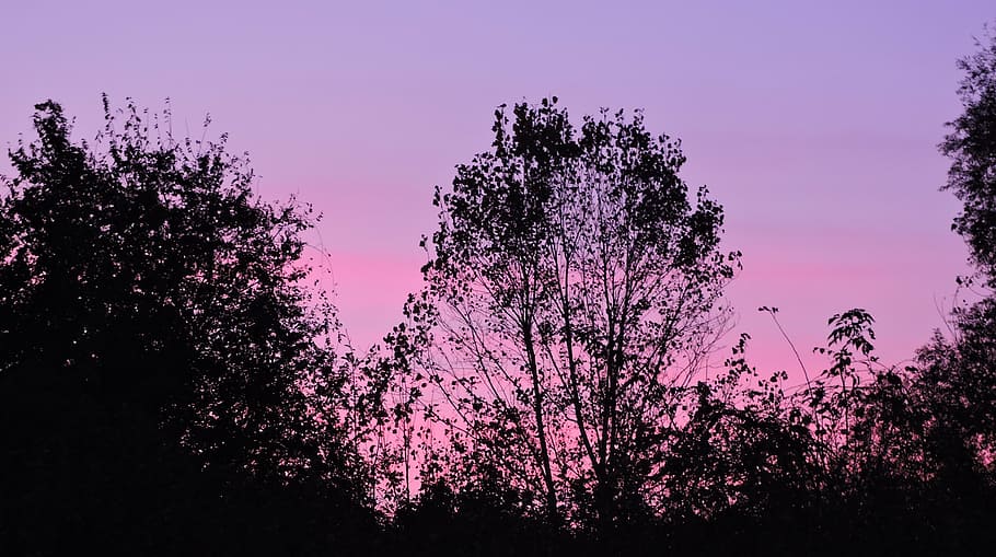 sunset, sky, trees, horizon, twilight, plant, beauty in nature HD wallpaper