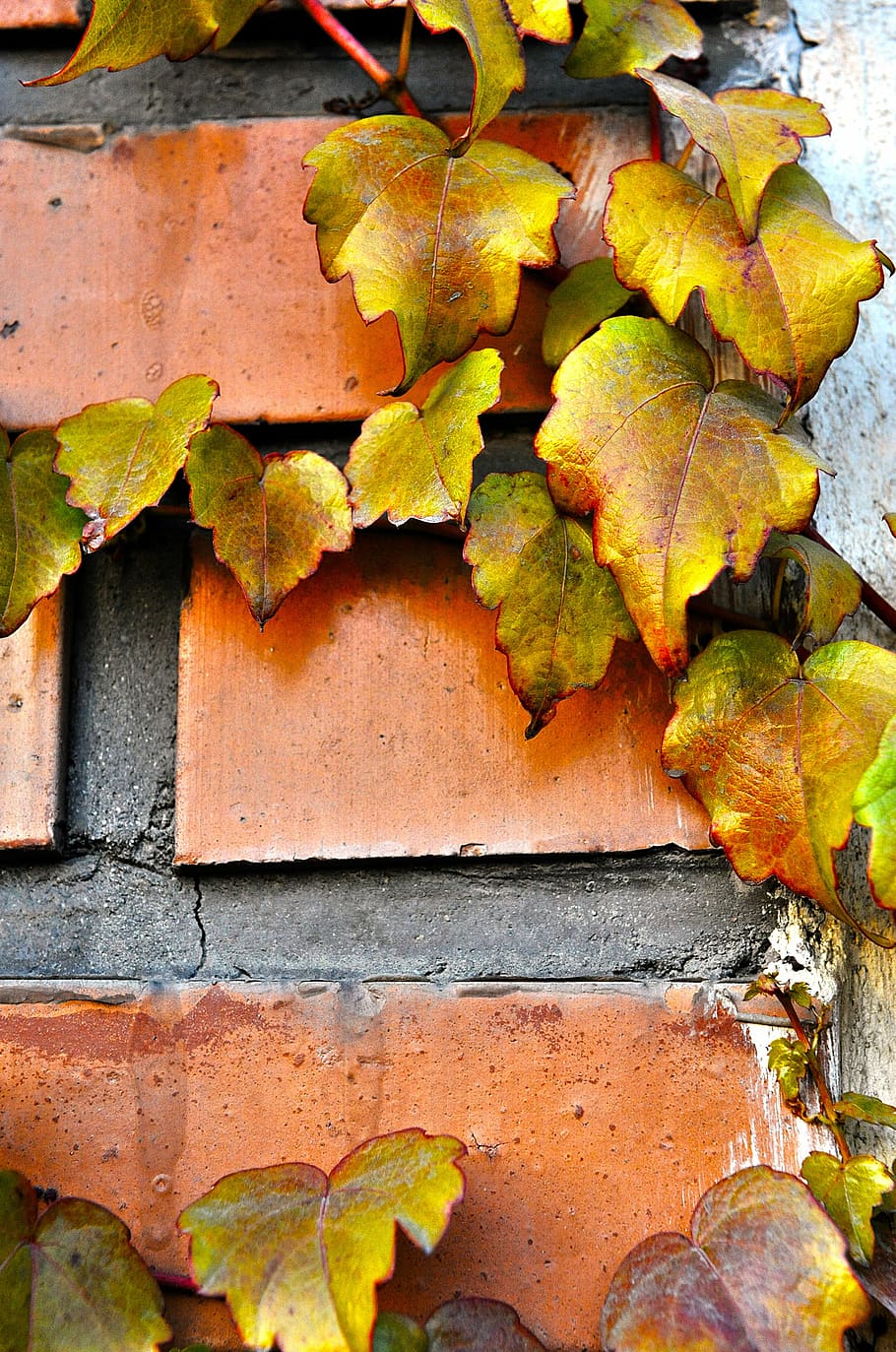 autumn, fall, hedera helix, wall, brick, edge, araliaceae, leaf HD wallpaper