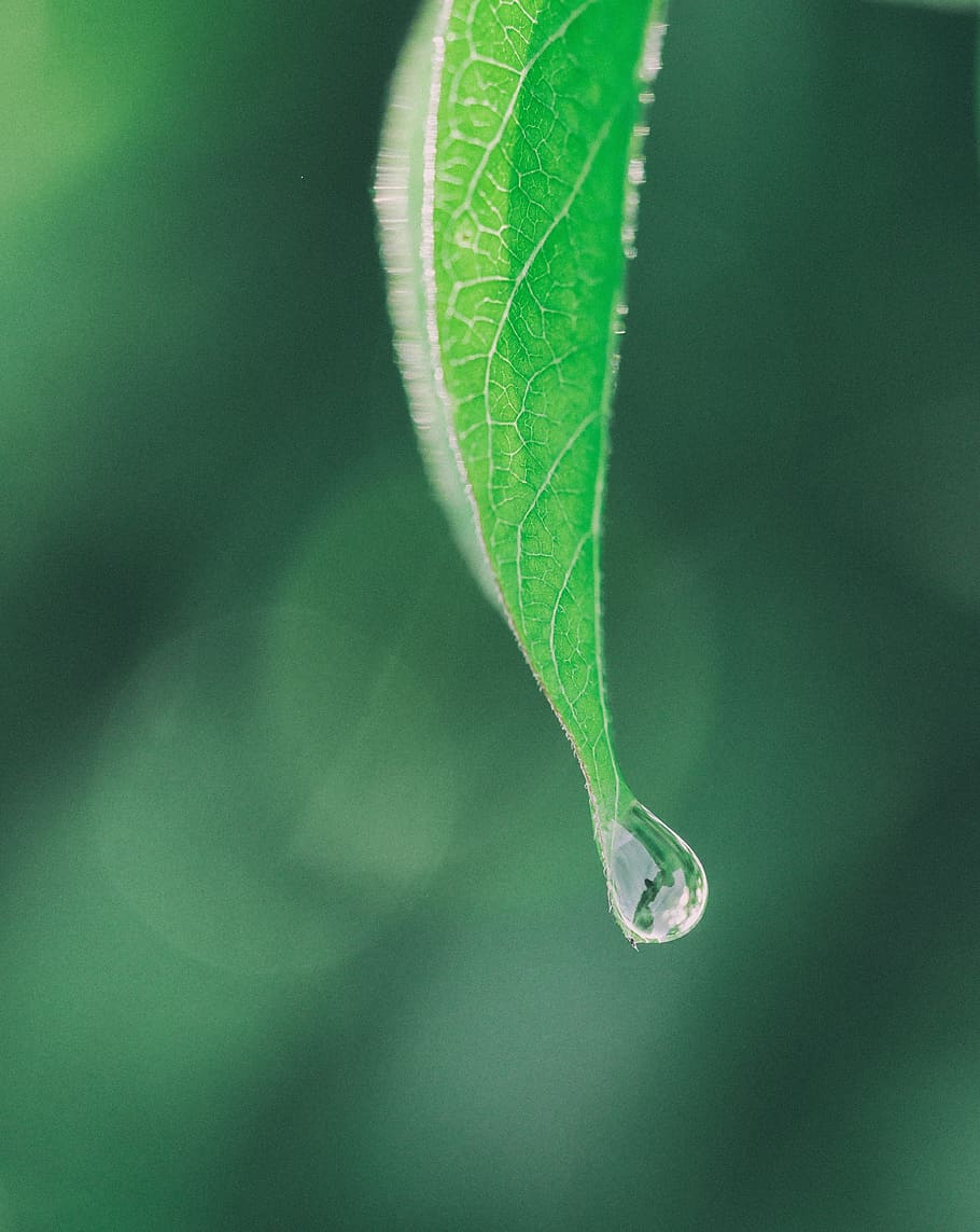 green, leaf, blur, nature, rain, drop, plant part, close-up HD wallpaper