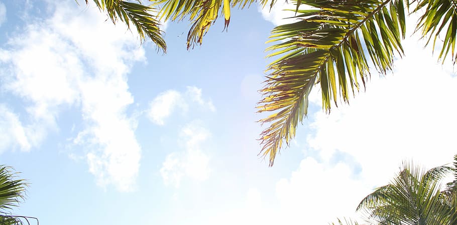worms eye view of cloudy sky, palm, tree, tropical, nature HD wallpaper