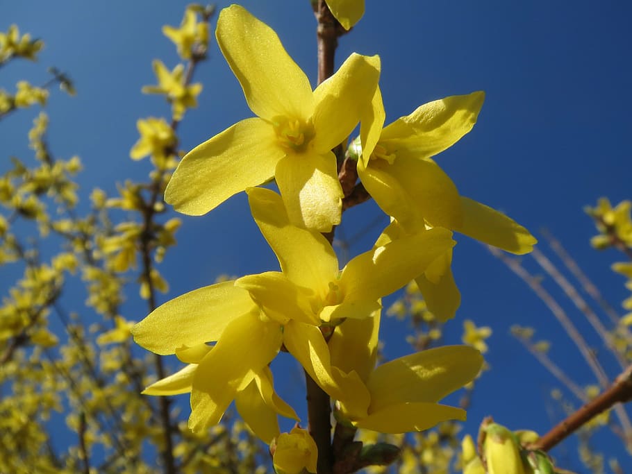 forsythia, shrub, blossom, macro, inflorescence, flora, botany HD wallpaper