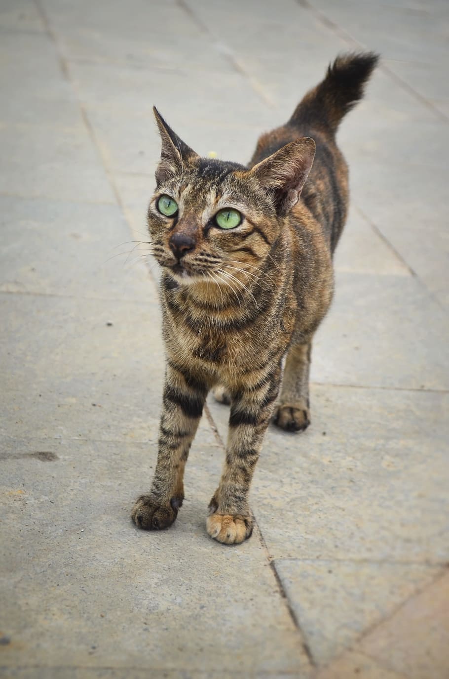 cat, animals, mammal, domestic animals, pets, domestic cat HD wallpaper
